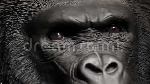 大猩猩脑袋暗背景视频的预览图