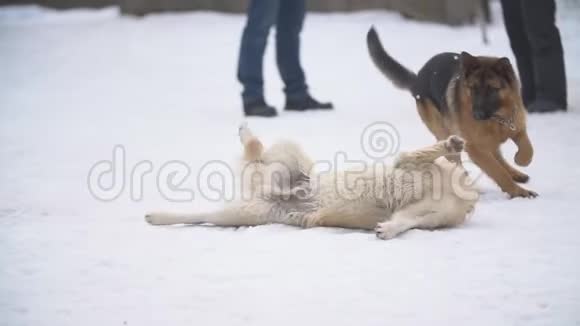金毛猎犬和德国牧羊犬视频的预览图