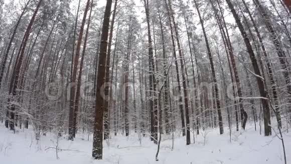 用菲舍耶镜头穿过森林POV视频的预览图