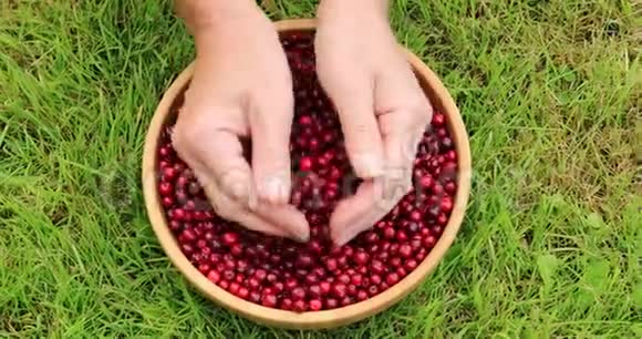雌性手分类成熟的红菱莓在秋天收获视频的预览图