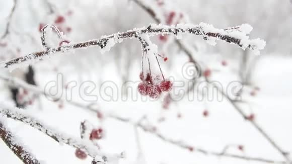 雪中的浆果视频的预览图