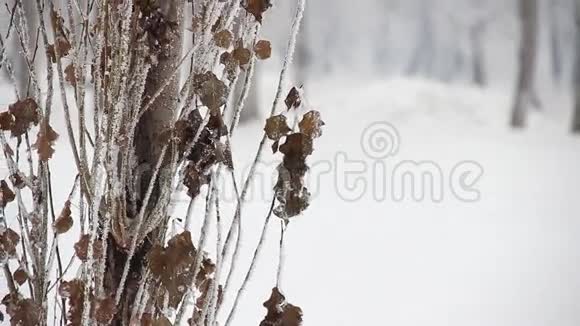 雪中的浆果视频的预览图