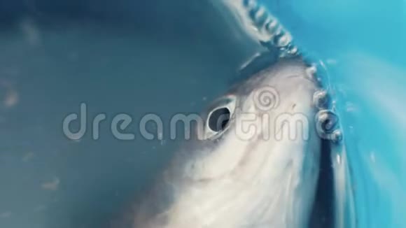 在被偷猎者捕获后用水呼吸把鱼关在桶里视频的预览图
