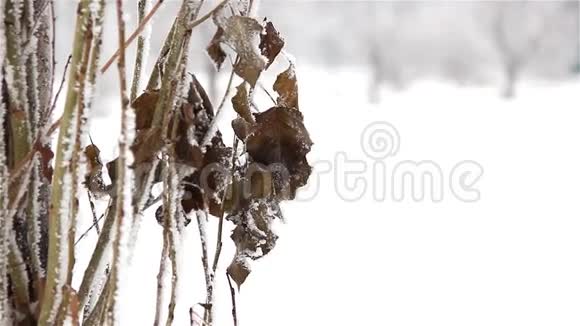 雪中的浆果视频的预览图