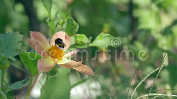 蜜蜂从模糊的绿色背景中采集美丽的花蜜视频的预览图