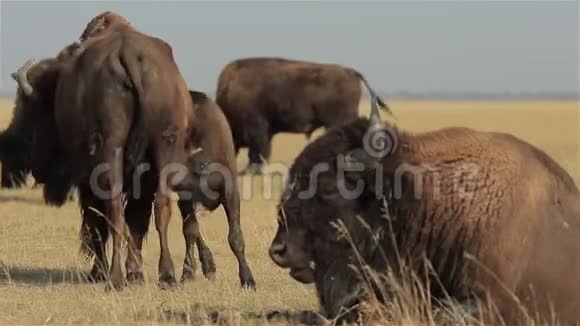 美国野牛的小牛视频的预览图