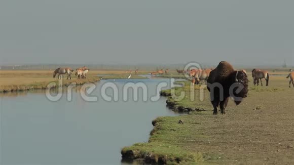 野牛和不同的野生动物视频的预览图