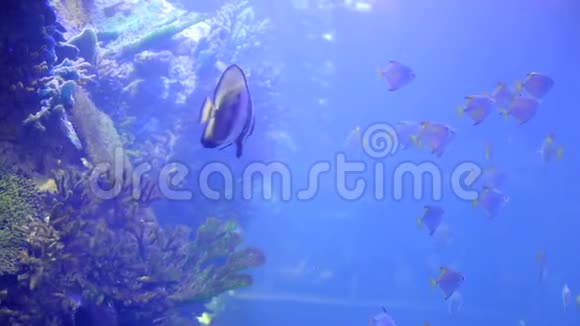 热带鱼和小鲨鱼一起漂浮在一个大水族馆里蓝水色为背景视频的预览图