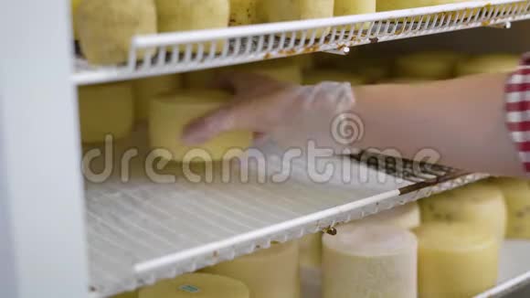 一个工厂工人把刚煮熟的奶酪头放进冰箱的特写镜头视频的预览图