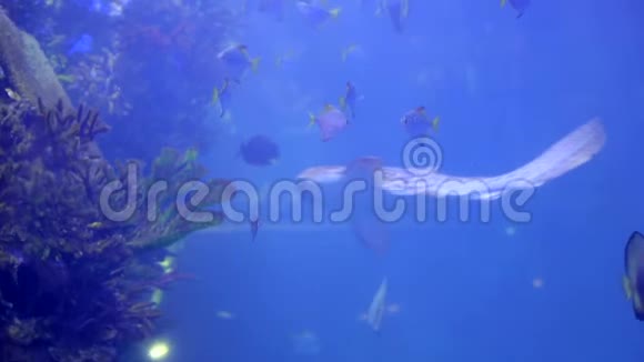 热带鱼和小鲨鱼一起漂浮在一个大水族馆里蓝水色为背景视频的预览图