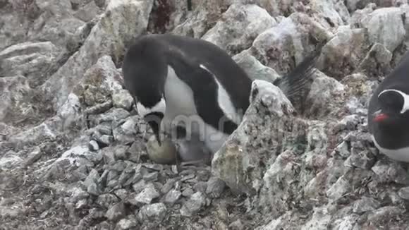 一只雌企鹅和两只雏鸟一起坐在巢里喂它们视频的预览图
