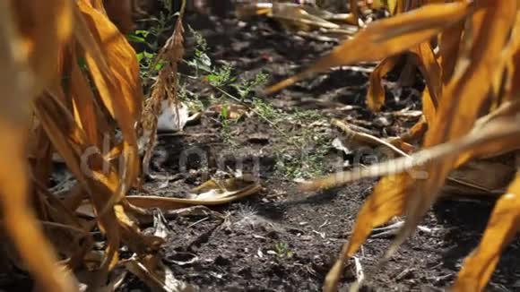 成熟的玉米视频的预览图