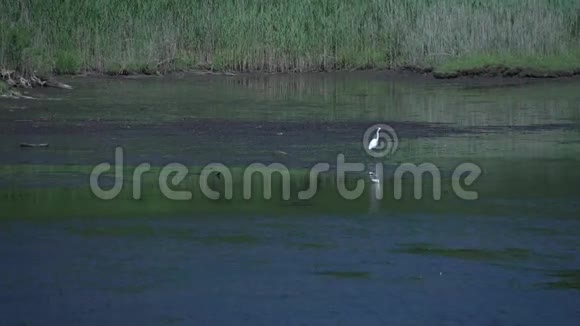 沼泽中的苍鹭2视频的预览图