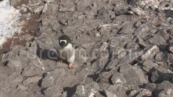 雄根图企鹅在岩石上的巢中携带石头视频的预览图