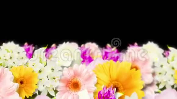 多彩花循环动画彩虹色的花花园里开满了五颜六色的花视频的预览图