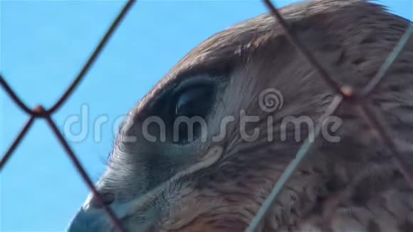 野生动物中的鹰鸟动物视频的预览图