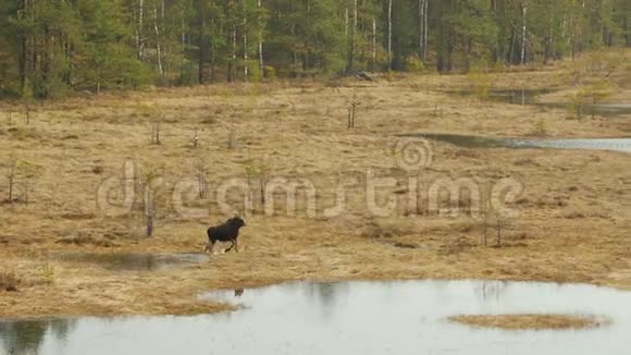 驼鹿走过沼泽的浅岸在一个阳光明媚的春天早晨视频的预览图