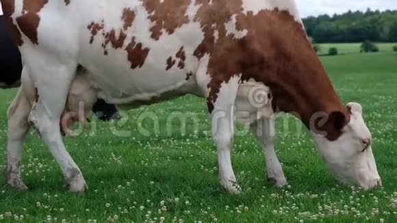 牛在绿野里吃草视频的预览图