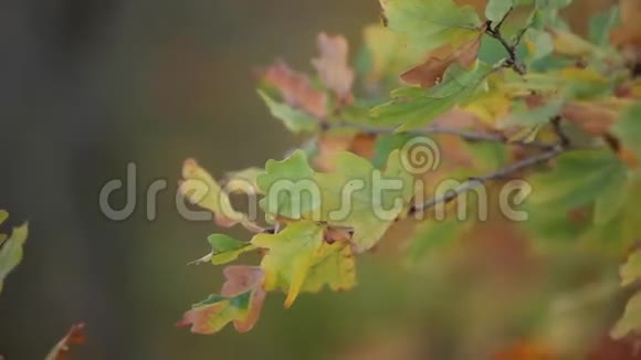 秋天的橡树上的叶子树视频的预览图
