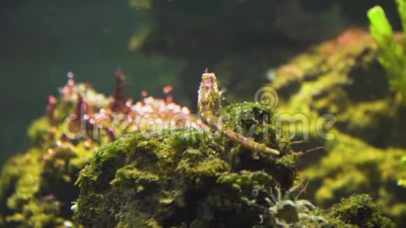 穿着海草的荆棘海马视频的预览图