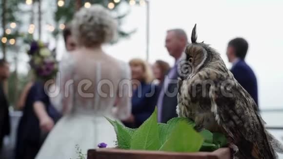 在婚礼上的长鹰猫头鹰视频的预览图