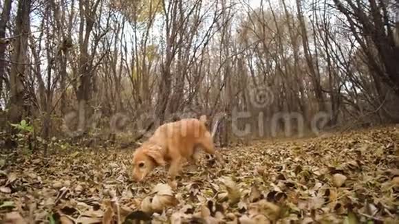 美丽的狗在秋天公园里用黄叶奔跑视频的预览图