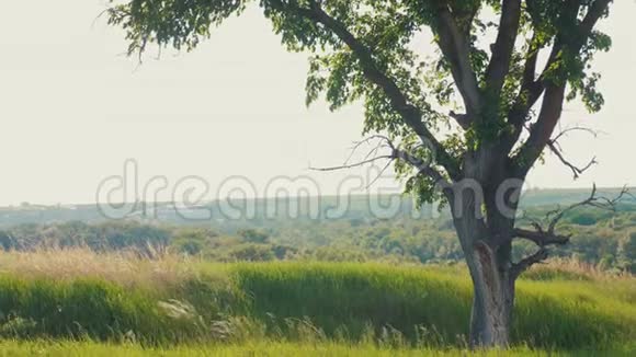 寂寞树矗立在田野里大自然俄罗斯美丽的景色孤独的树矗立在田野里大自然俄罗斯的生活方式视频的预览图