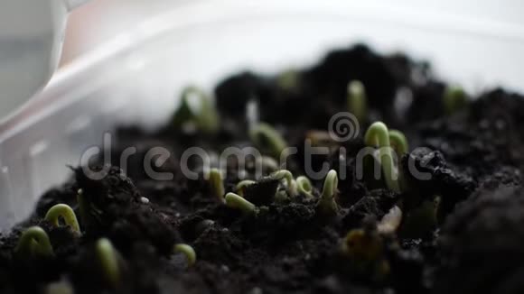新鲜的绿色植物和种子生长视频的预览图
