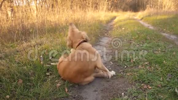 猎狗坐在路上抓着他的耳朵视频的预览图