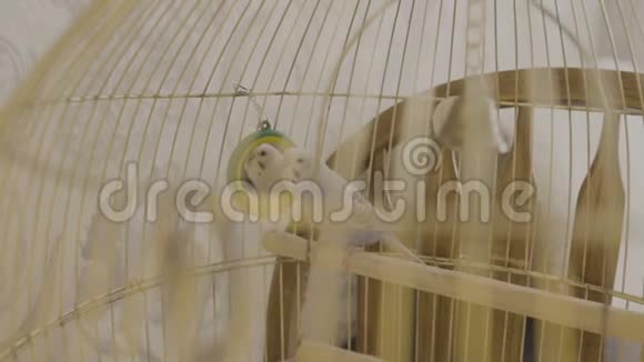 一只蓝色鹦鹉在房子里的笼子上跳视频的预览图