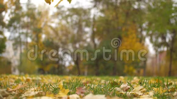 秋枫叶落地慢动作视频的预览图