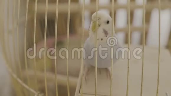 一只蓝色鹦鹉在房子里的笼子上跳视频的预览图