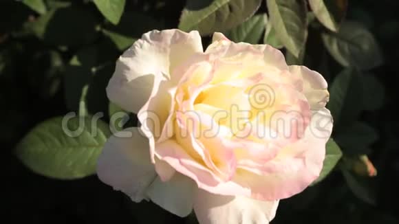 盛开的玫瑰花在花园里俯视风景视频的预览图