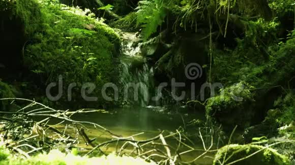 在长满苔藓的石头之间流淌的森林溪流视频的预览图