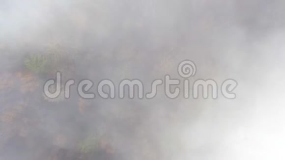 无人机飞过一片薄雾弥漫的秋林视频的预览图