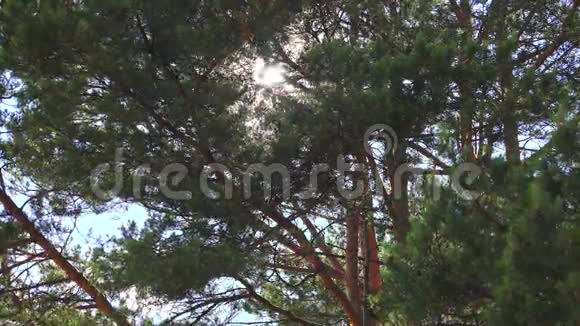 阳光照在树上4K视频的预览图