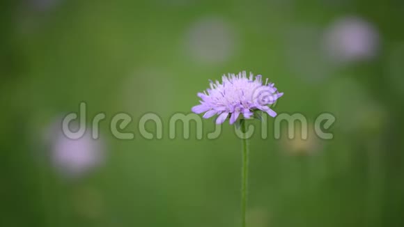 绿色草地上的紫罗兰色的花朵视频的预览图