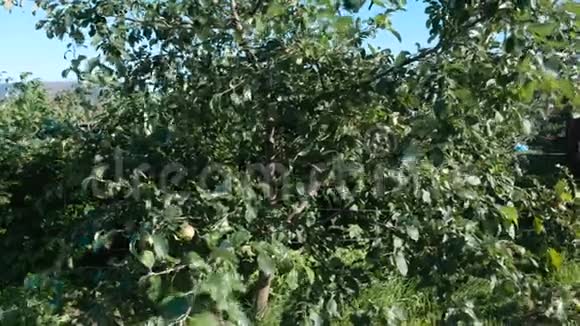 花园里有绿苹果的苹果树视频的预览图