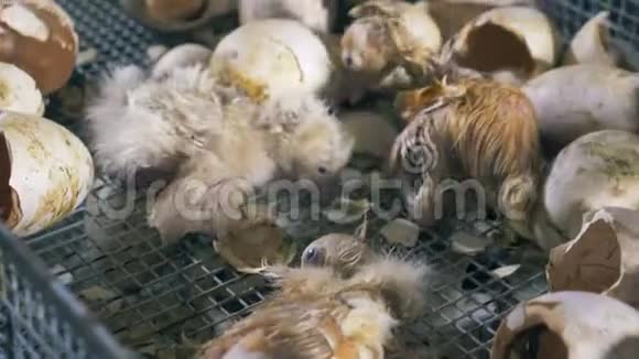 匍匐前进靠近新生的小鸭子坐在家禽养殖场蛋壳附近的盒子里视频的预览图