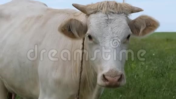 草地上的白牛摇钱树站在绿色的田野里摇着尾巴少年走在绿草上追逐视频的预览图