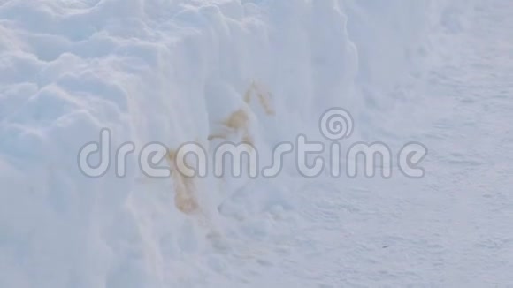 冬天公园里雪地里宠物的排泄视频的预览图