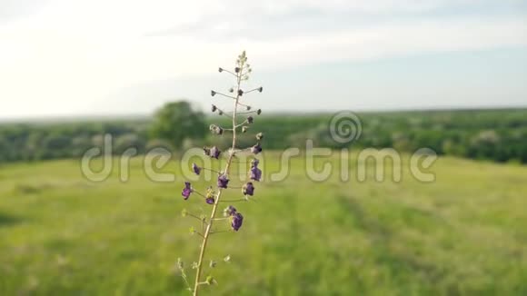 野草自然美景紫草俄罗斯美丽的生活方式视频的预览图