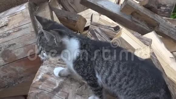 农场里的猫小猫狩猎搜索食物花园里的猫走路视频的预览图