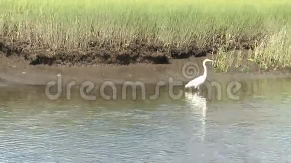 沼泽中的白鹭4个中的3个视频的预览图