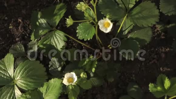 花园里盛开的草莓花俯视风景视频的预览图