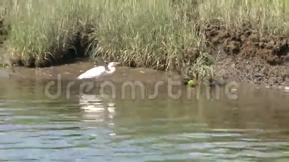 沼泽中的白鹭4分之一视频的预览图