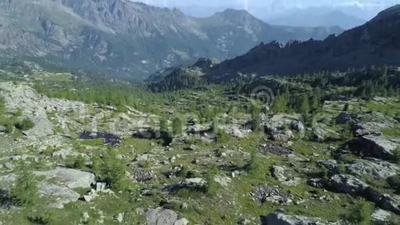 在阳光明媚的夏日带着物质角树向后移动在松树林山谷之上欧洲意大利阿尔卑斯山山谷奥斯塔户外视频的预览图