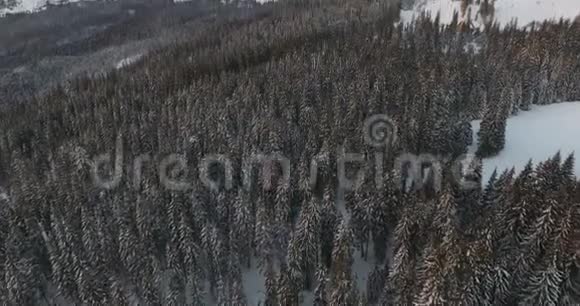 从山顶积雪覆盖的针叶林的高度看视频的预览图