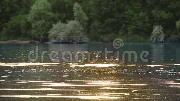 一对相爱的夫妇在夏天在湖里泼水视频的预览图