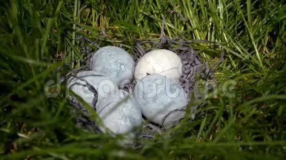 五个蓝色的鸡蛋涂在茶芙蓉里躺在草地上就像龙蛋视频的预览图